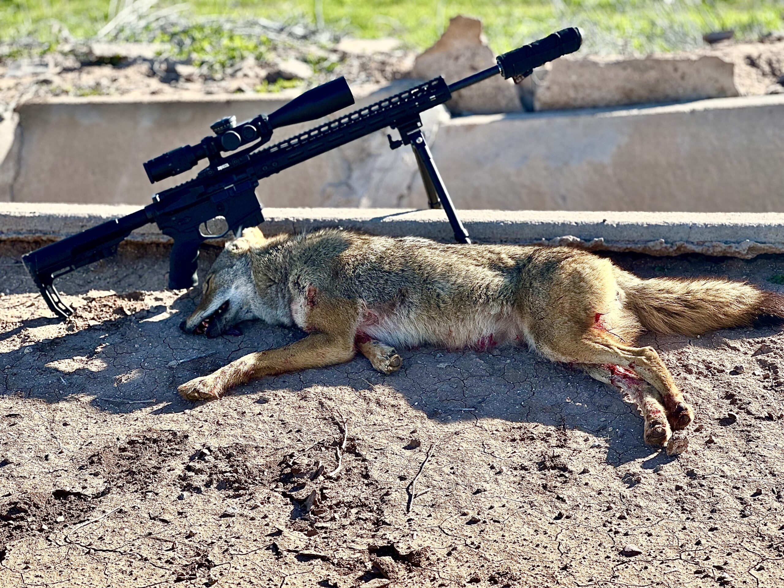 ar 15 coyote hunted with pictures